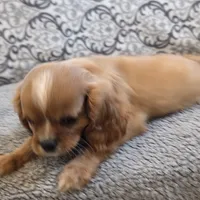 Twinkle , a female Cavalier King Charles Spaniel for sale in West Plains, MO – 2 of 8