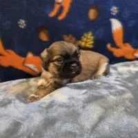 Jetta, a female Shih Tzu for sale in West Plains, MO – 4 of 6