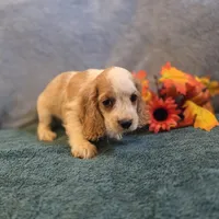 Enzo, a male Cocker Spaniel for sale in West Plains, MO – 3 of 6