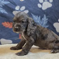 Logan, a male Cocker Spaniel for sale in West Plains, MO – 1 of 6
