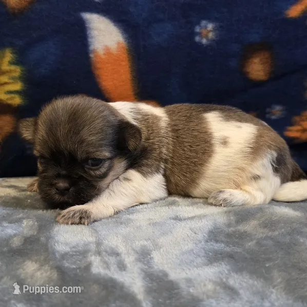 Smokey – Shih Tzu puppy for sale in West Plains, MO