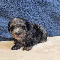 Rio, a male Poodle - Toy  for sale in West Plains, MO – 5 of 7