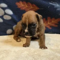 Pearl, a female Boxer for sale in West Plains, MO – 4 of 5