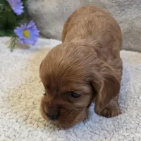 Taffy, a female Cocker Spaniel for sale in West Plains, MO – 3 of 5