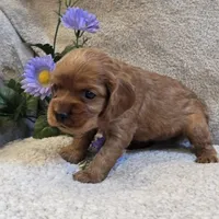 Taffy, a female Cocker Spaniel for sale in West Plains, MO – 2 of 5