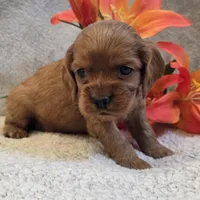 Taffy, a female Cocker Spaniel for sale in West Plains, MO – 5 of 5