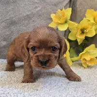 Taffy, a female Cocker Spaniel for sale in West Plains, MO – 1 of 5