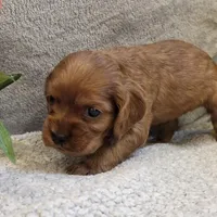 Taffy, a female Cocker Spaniel for sale in West Plains, MO – 4 of 5