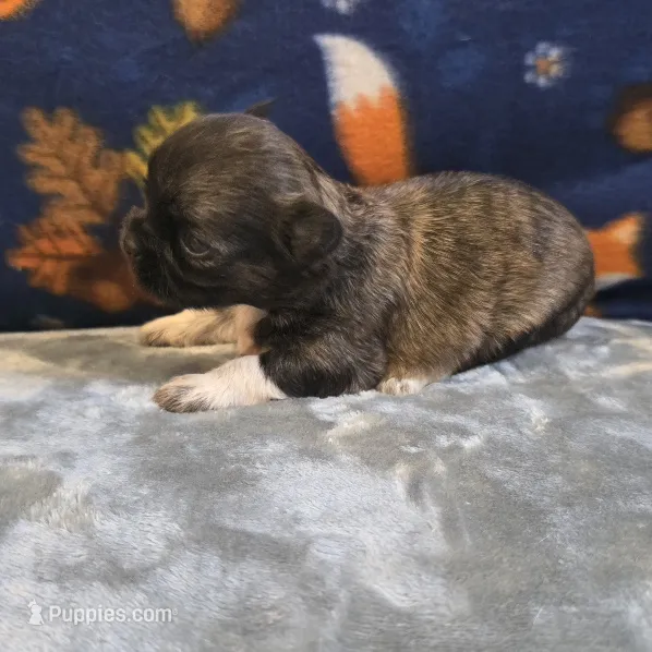 Halo – Shih Tzu puppy for sale in West Plains, MO