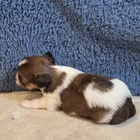 Marla, a female Shorkie for sale in West Plains, MO – 7 of 7