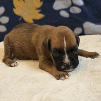 Sparks, a male Boxer for sale in West Plains, MO – 4 of 5