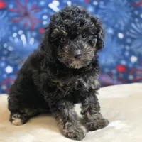 Reta, a female Poodle - Toy  for sale in West Plains, MO – 3 of 10