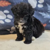 Diva, a female Yorkipoo and Poodle - Toy  for sale in West Plains, MO – 6 of 6