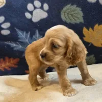 Sierra, a female Cocker Spaniel for sale in West Plains, MO – 2 of 6
