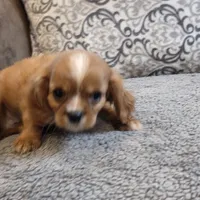 Twinkle , a female Cavalier King Charles Spaniel for sale in West Plains, MO – 5 of 8