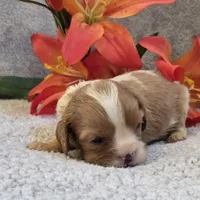 Lisa, a female Cavalier King Charles Spaniel for sale in West Plains, MO – 2 of 4