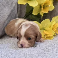 Lisa, a female Cavalier King Charles Spaniel for sale in West Plains, MO – 4 of 4