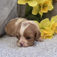 Lisa, a female Cavalier King Charles Spaniel for sale in West Plains, MO – 1 of 4