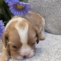 Lisa, a female Cavalier King Charles Spaniel for sale in West Plains, MO – 3 of 4