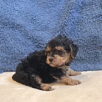 Buttons, a male Poodle - Toy  for sale in West Plains, MO – 3 of 7