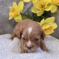 Billy, a male Cavalier King Charles Spaniel for sale in West Plains, MO – 2 of 5