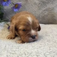 Billy, a male Cavalier King Charles Spaniel for sale in West Plains, MO – 4 of 5