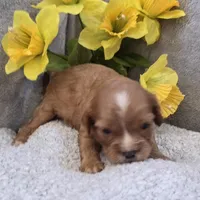 Billy, a male Cavalier King Charles Spaniel for sale in West Plains, MO – 1 of 5