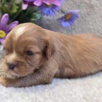 Billy, a male Cavalier King Charles Spaniel for sale in West Plains, MO – 5 of 5