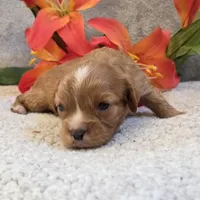 Billy, a male Cavalier King Charles Spaniel for sale in West Plains, MO – 3 of 5