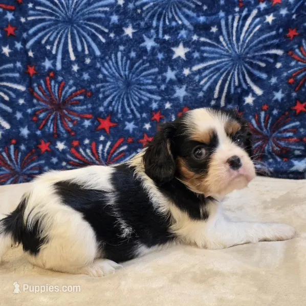 Alta – Cavalier King Charles Spaniel puppy for sale in West Plains, MO