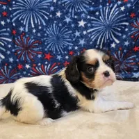 Alta, a female Cavalier King Charles Spaniel for sale in West Plains, MO – 1 of 7