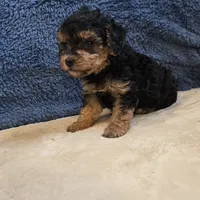 Buttons, a male Poodle - Toy  for sale in West Plains, MO – 4 of 7