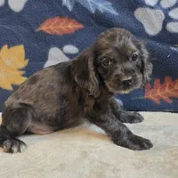 Logan, a male Cocker Spaniel for sale in West Plains, MO – 3 of 6