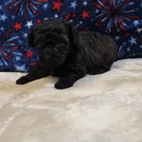 Ziggy, a male Poodle - Toy  for sale in West Plains, MO – 5 of 7