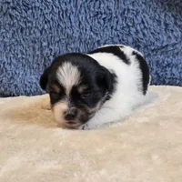 Vega, a male Shorkie for sale in West Plains, MO – 6 of 7