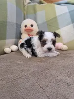 Gigi, a female Yorkshire Terrier for sale in West Plains, MO – Photo 2 of 2