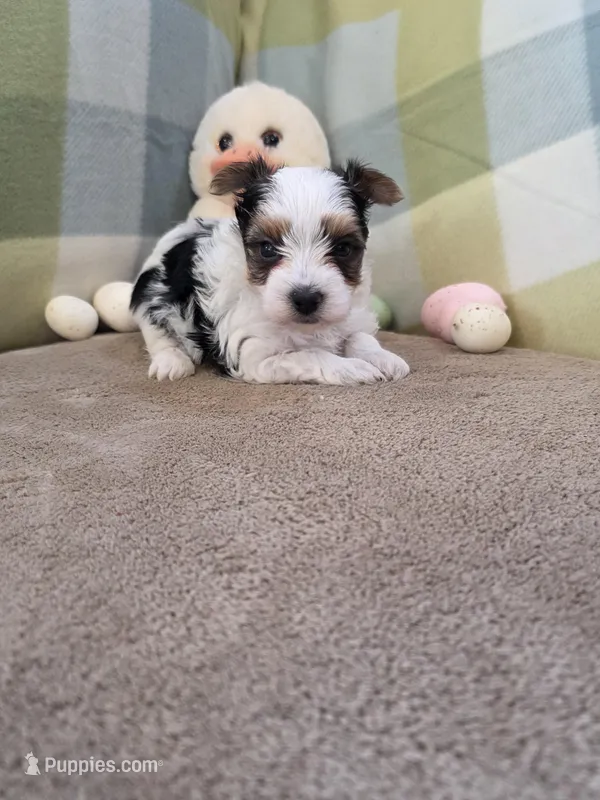 Gigi – Yorkshire Terrier puppy for sale in West Plains, MO