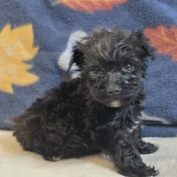 Lil Bear, a male Yorkipoo and Poodle - Toy  for sale in West Plains, MO – 4 of 6