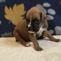 Pearl, a female Boxer for sale in West Plains, MO – 2 of 5