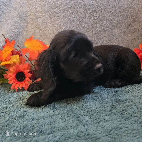 Dori – Cocker Spaniel puppy for sale in West Plains, MO