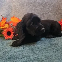 Dori, a female Cocker Spaniel for sale in West Plains, MO – 1 of 6