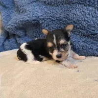 Ginger, a female Yorkshire Terrier for sale in West Plains, MO – 4 of 7