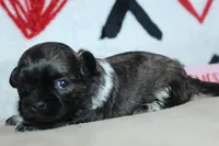 Conor, a male Shih Tzu for sale in West Plains, MO – Photo 5 of 5