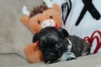 Conor, a male Shih Tzu for sale in West Plains, MO – Photo 3 of 5