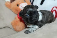Conor, a male Shih Tzu for sale in West Plains, MO – Photo 2 of 5