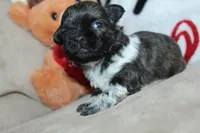 Conor, a male Shih Tzu for sale in West Plains, MO – Photo 1 of 5