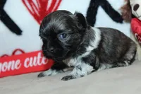 Conor, a male Shih Tzu for sale in West Plains, MO – Photo 4 of 5