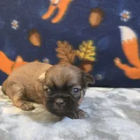 Brooks, a male Shih Tzu for sale in West Plains, MO – 5 of 6