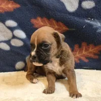 Pearl, a female Boxer for sale in West Plains, MO – 5 of 5