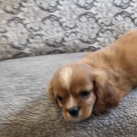 Twinkle , a female Cavalier King Charles Spaniel for sale in West Plains, MO – 3 of 8